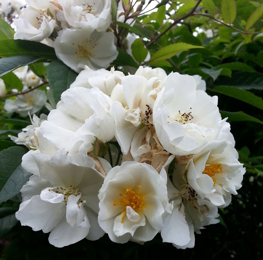  photo 20140702_072328-1_zpsnstrnntq.jpg